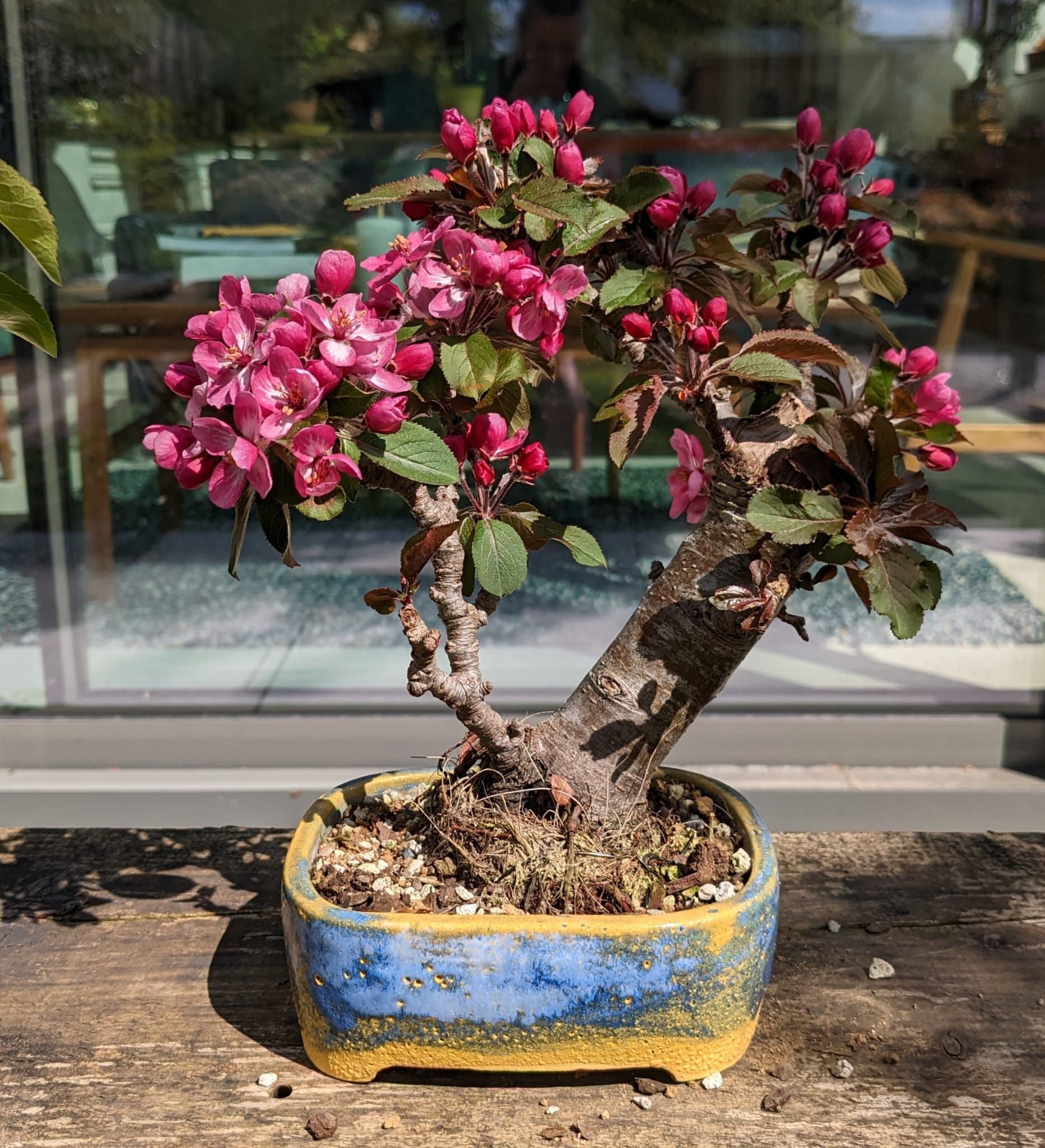 Shaping Bonsai Archives Bonsai Science