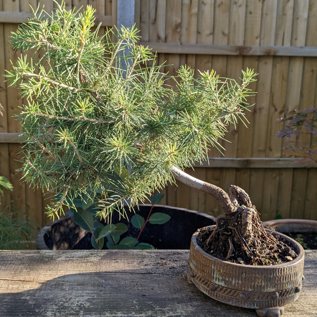Growing trees from seed Bonsai Science