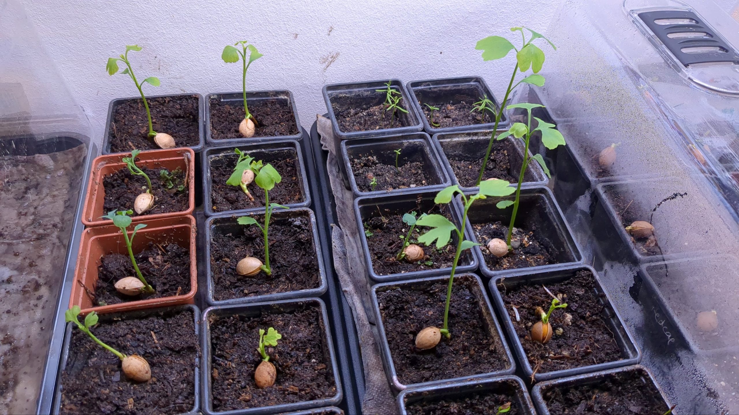 Growing trees from seed Bonsai Science