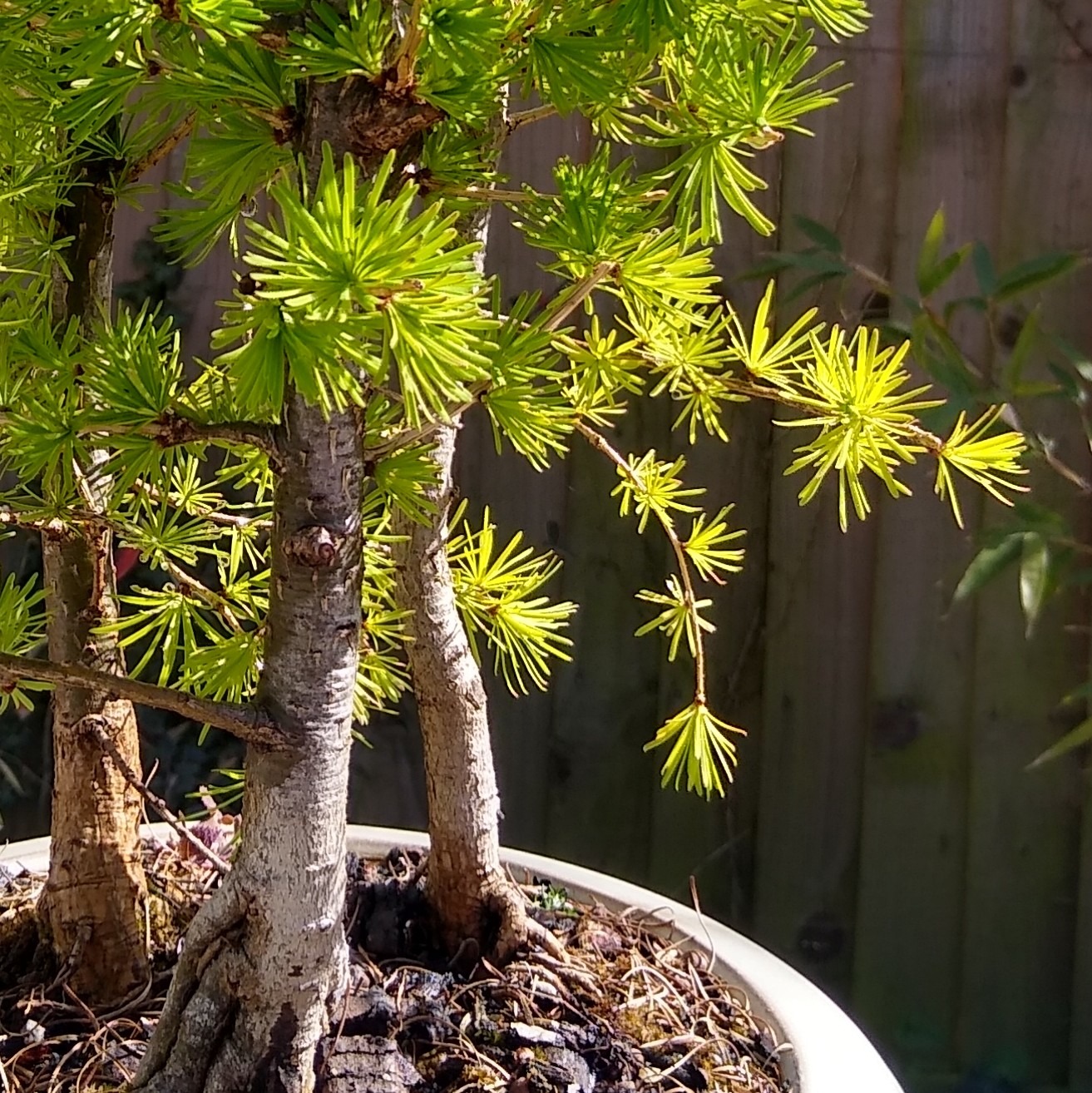 Reducing leaf size Bonsai Science