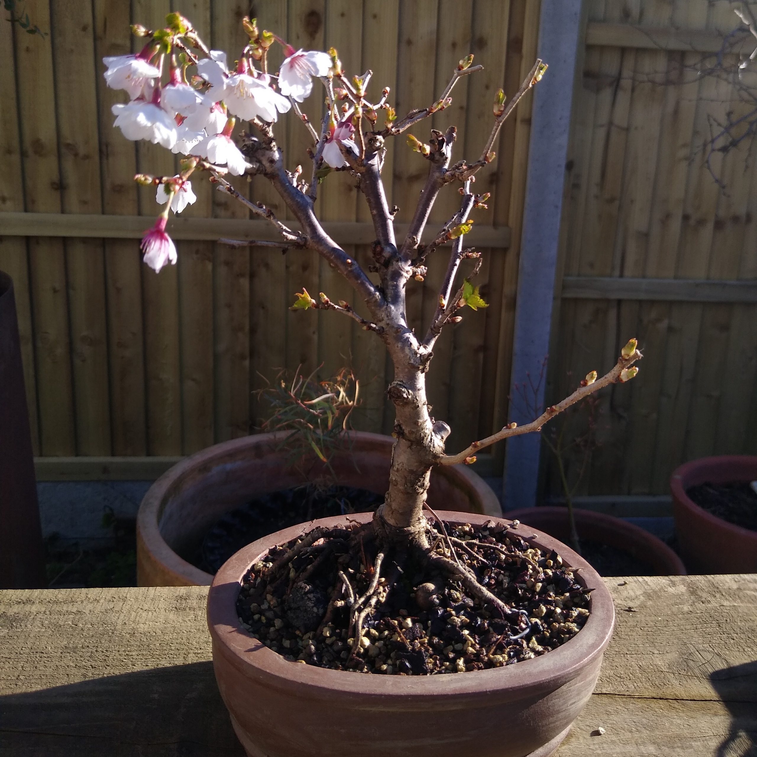 What is a Bonsai? Bonsai Science