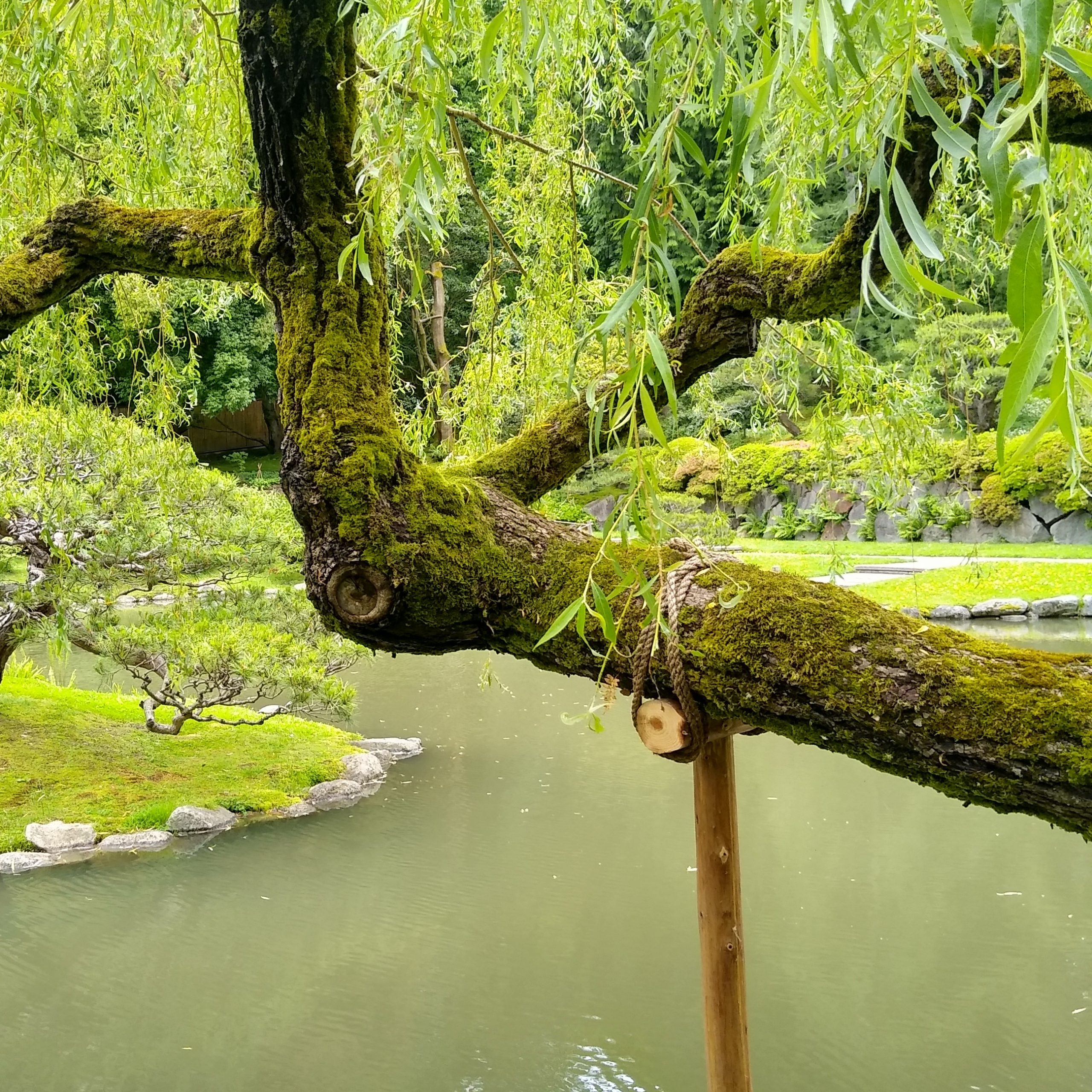 Shaping Bonsai Bonsai Science