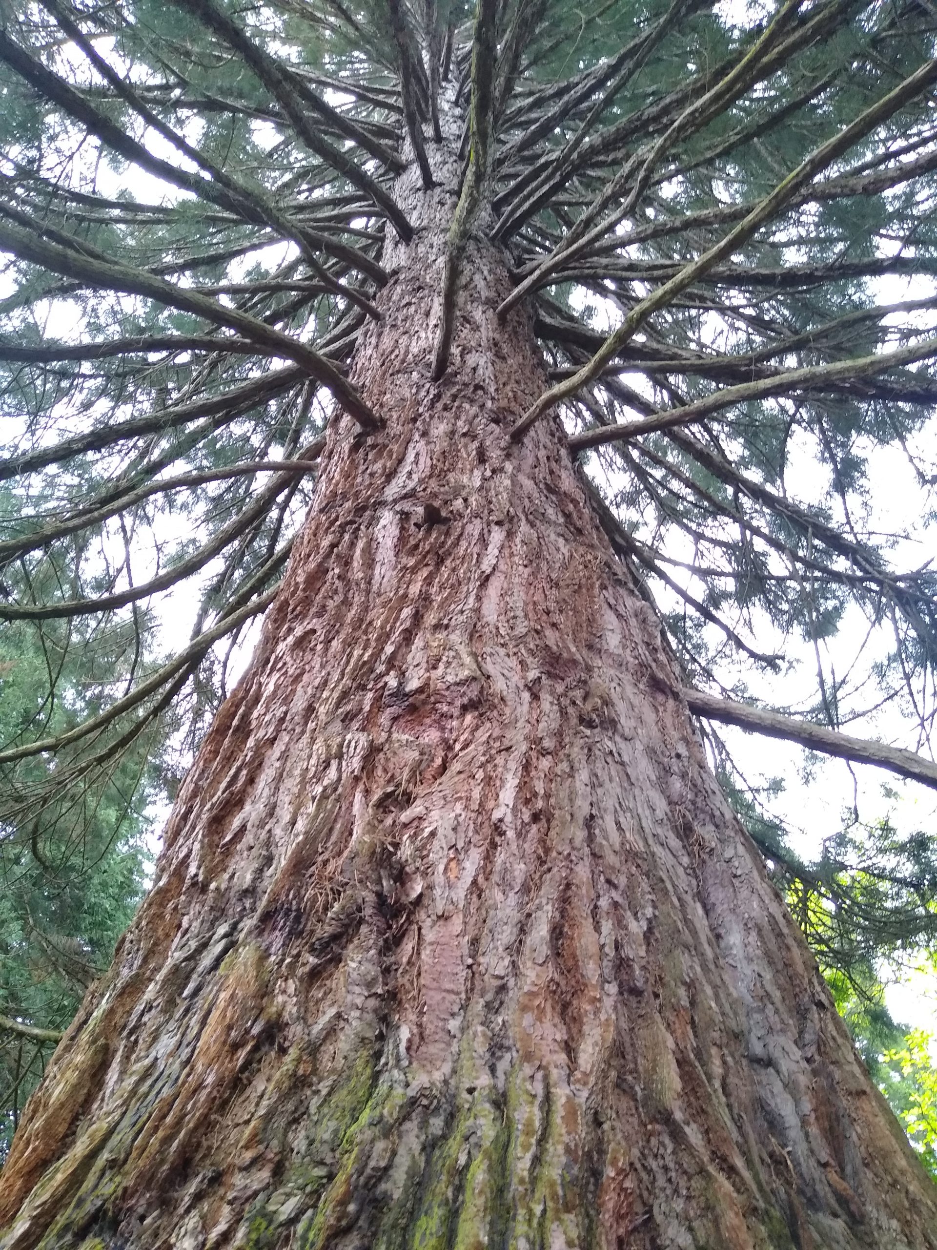 Thickening the Trunk Bonsai Science