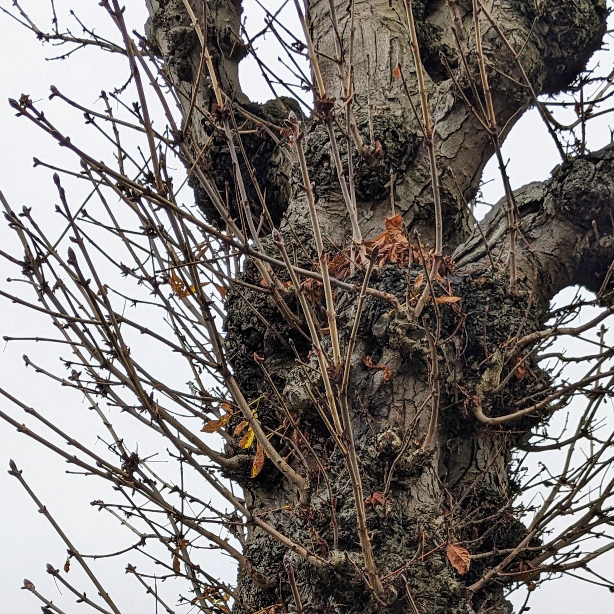 Epicormic Buds - Bonsai Science
