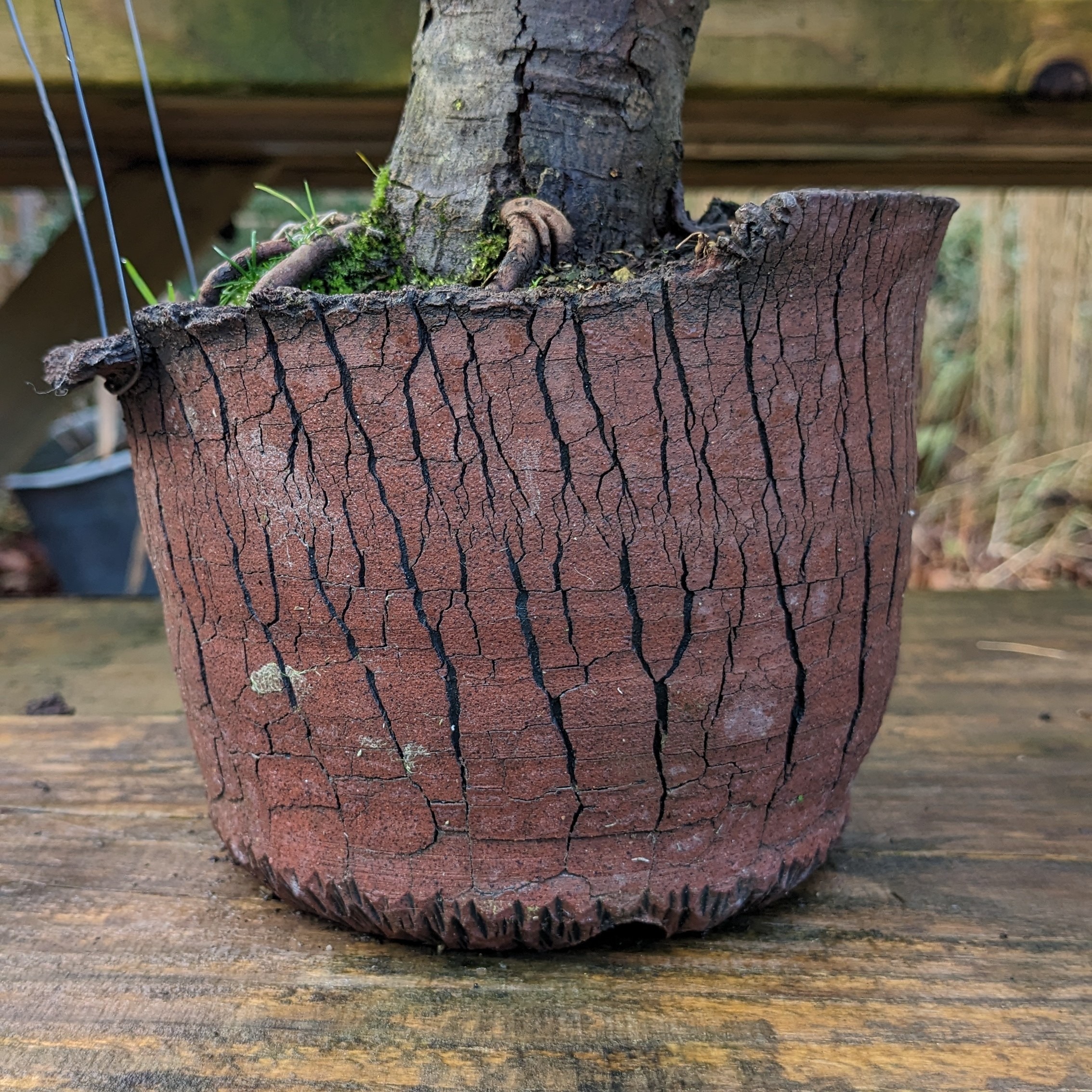 Choosing a pot Bonsai Science