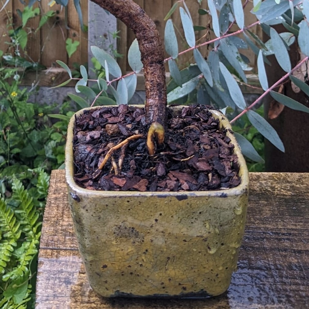 Mulch relevant for bonsai? Bonsai Science